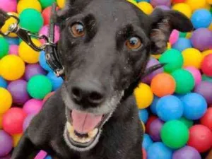 Cachorro raça Srd idade 3 anos nome Rogério 