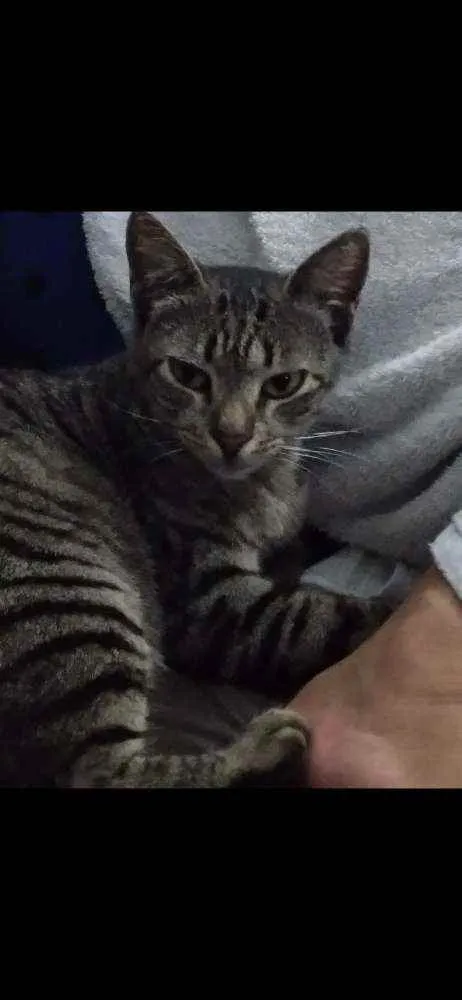 Gato raça  idade 7 a 11 meses nome Delta