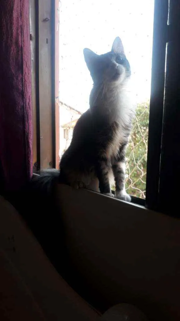 Gato ra a indefinida idade 1 ano nome Menina