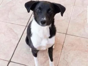 Cachorro raça Srd idade 1 ano nome Jasmine