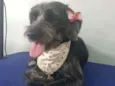 Cachorro raça Srd idade 1 ano nome Larissa
