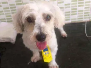 Cachorro raça Srd idade 3 anos nome Romeu