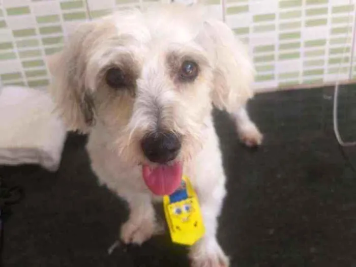 Cachorro raça Srd idade 3 anos nome Romeu