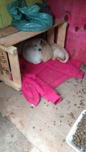 Cachorro raça SRD idade Abaixo de 2 meses nome Sem nome
