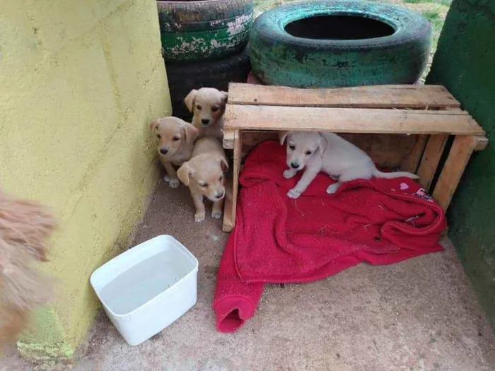 Cachorro raça SRD idade Abaixo de 2 meses nome Sem nome