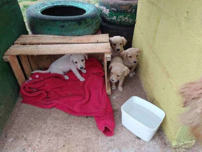 Cachorro raça SRD idade Abaixo de 2 meses nome Sem nome