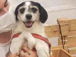 Cachorro raça Srd idade 3 anos nome Sophia
