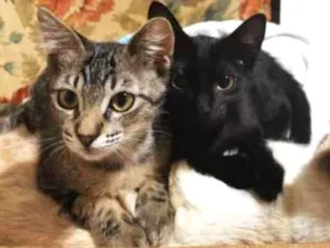 Gato raça SRD-ViraLata idade 2 a 6 meses nome Xuxa & Pocahontas