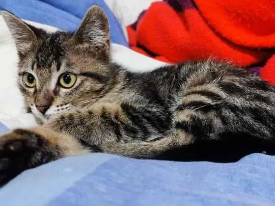 Gato raça SRD-ViraLata idade 2 a 6 meses nome Xuxa & Pocahontas