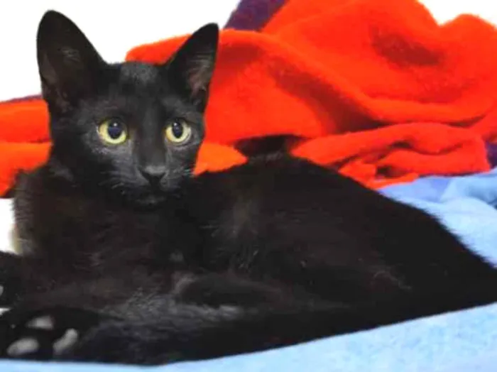 Gato raça SRD-ViraLata idade 2 a 6 meses nome Xuxa & Pocahontas