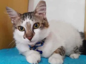 Gato raça Srd idade 7 a 11 meses nome Shake 