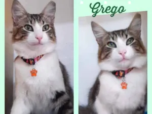 Gato raça Srd idade 7 a 11 meses nome Grego
