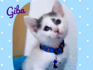 Gato raça Srd idade 2 a 6 meses nome Gatinhos filhotes 