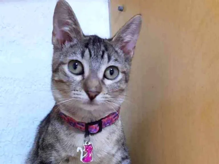 Gato raça Srd idade 2 a 6 meses nome Sasha