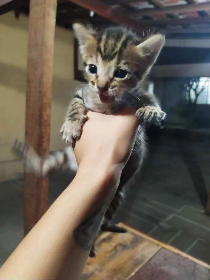 Gato raça Sem raça idade Abaixo de 2 meses nome Sem nome