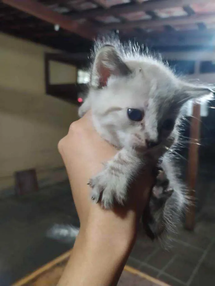 Gato raça Sem raça idade Abaixo de 2 meses nome Sem nome