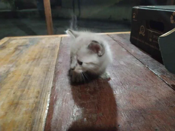 Gato raça Sem raça idade Abaixo de 2 meses nome Sem nome