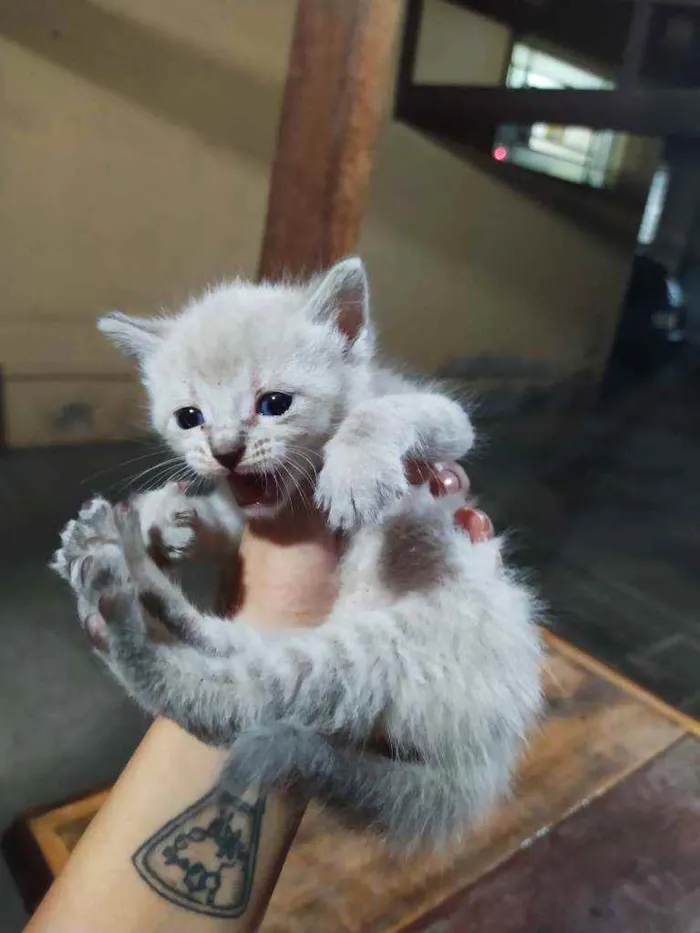 Gato raça Sem raça idade Abaixo de 2 meses nome Sem nome