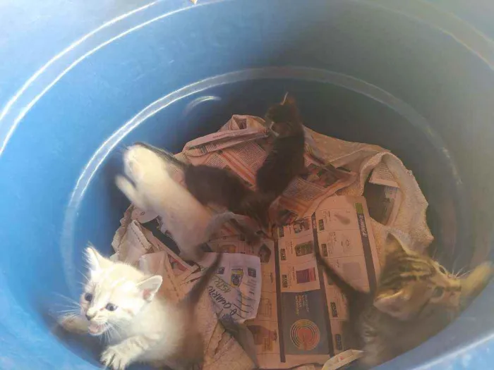 Gato raça Sem raça idade Abaixo de 2 meses nome Sem nome