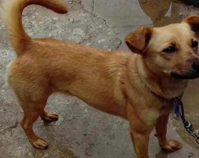 Cachorro ra a Vira lata  idade 7 a 11 meses nome Safira