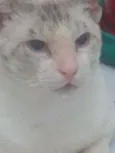 Lourenço