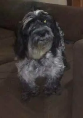 Cachorro ra a Mestico cocker com lhasa idade 2 anos nome Floquinhio