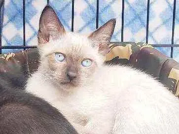 Gato raça Srd idade  nome Olavinho