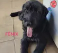Fenix