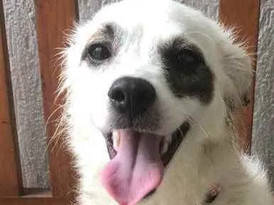 Cachorro raça SRD  idade 7 a 11 meses nome Sem nome