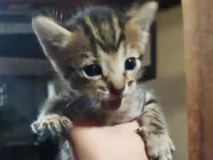 Gato raça Sem raça idade Abaixo de 2 meses nome Sem nome