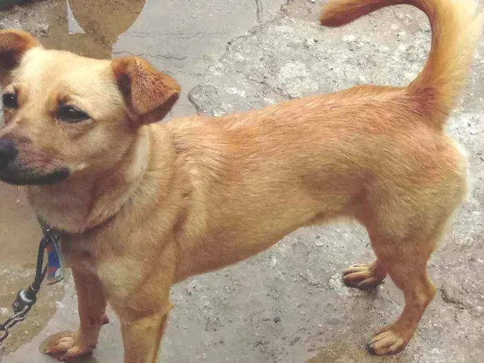 Cachorro ra a Vira lata  idade 7 a 11 meses nome Safira