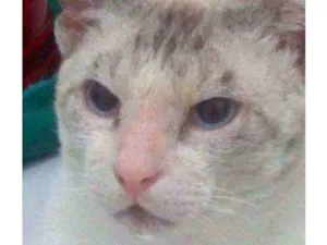 Gato raça Siamês idade 1 ano nome Lourenço