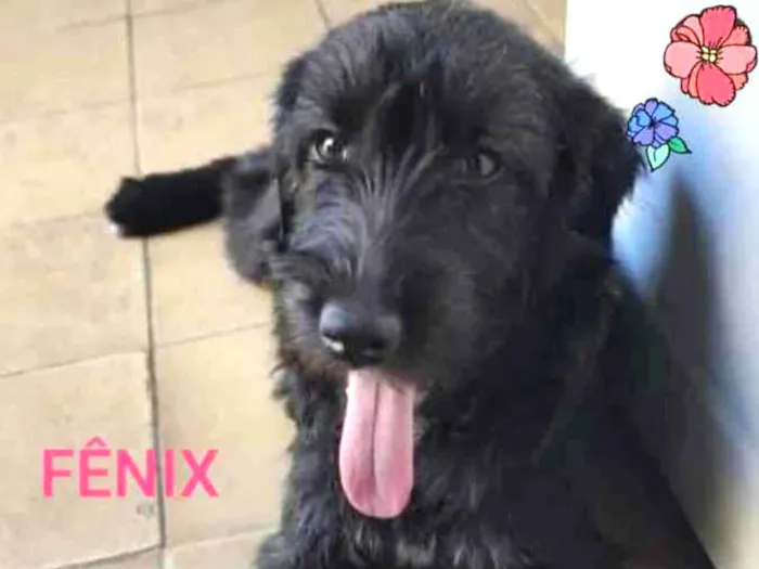 Cachorro ra a SRD idade 7 a 11 meses nome Fenix