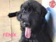 Fenix