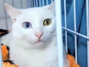 Gato raça SRD idade 7 a 11 meses nome Boneca