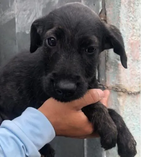 Cachorro ra a SRD-ViraLata idade 2 a 6 meses nome FILHOTE