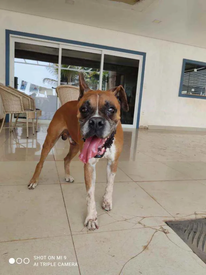 Cachorro ra a Boxer idade 1 ano nome Desconhecido