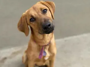 Cachorro raça SRD idade 7 a 11 meses nome Hope