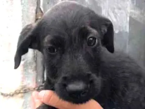 Cachorro raça SRD-ViraLata idade 2 a 6 meses nome FILHOTE