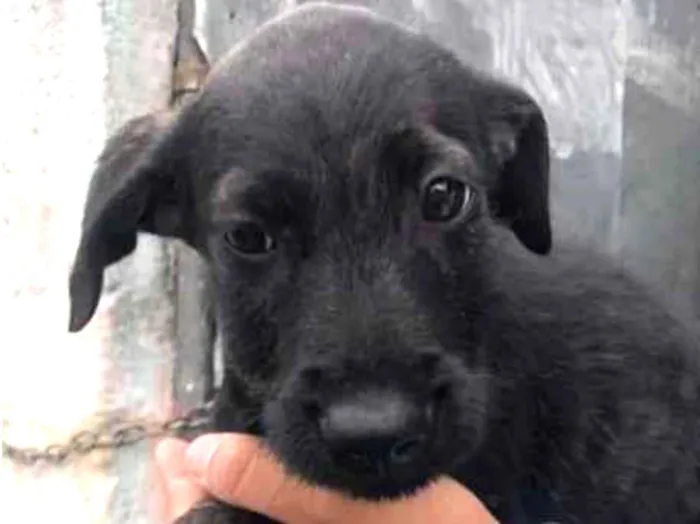 Cachorro ra a SRD-ViraLata idade 2 a 6 meses nome FILHOTE
