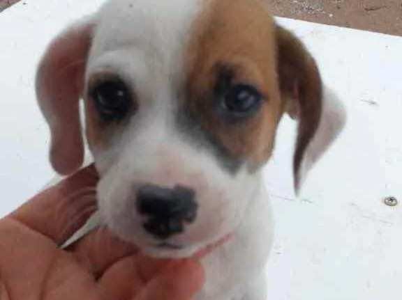 Cachorro raça Srd idade 2 a 6 meses nome Poppy bebê lindo 