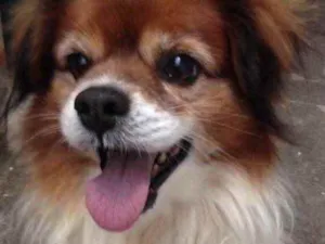 Cachorro raça Srd idade 3 anos nome Luke lindo 