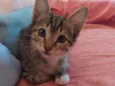 Nininha