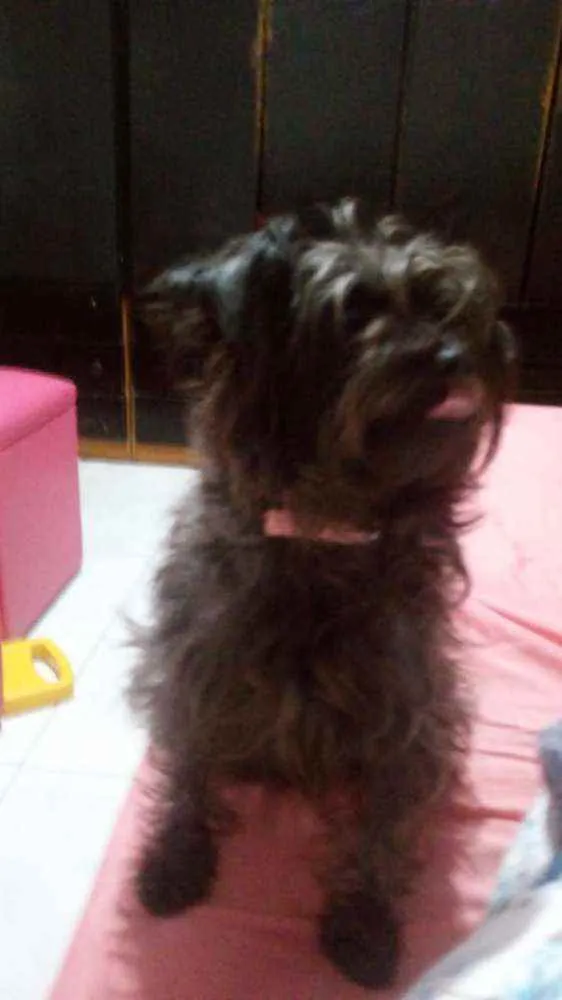 Cachorro ra a Srd.  Mistura de iork idade 5 anos nome Nicky