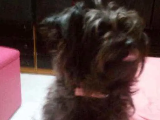 Cachorro ra a Srd.  Mistura de iork idade 5 anos nome Nicky
