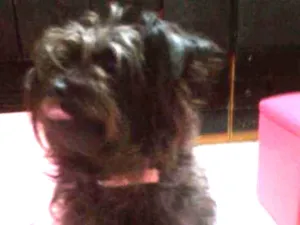 Cachorro raça Srd.  Mistura de iork idade 5 anos nome Nicky