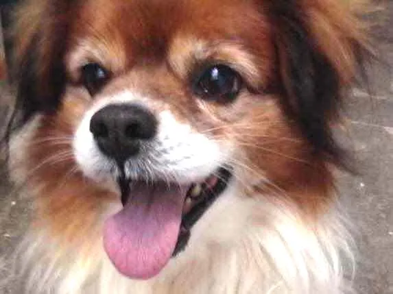 Cachorro raça Srd idade 3 anos nome Luke lindo 