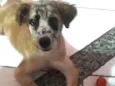 Malhando