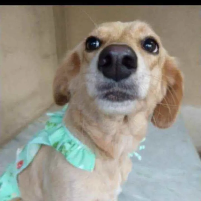 Cachorro ra a SRD idade 1 ano nome Luna 