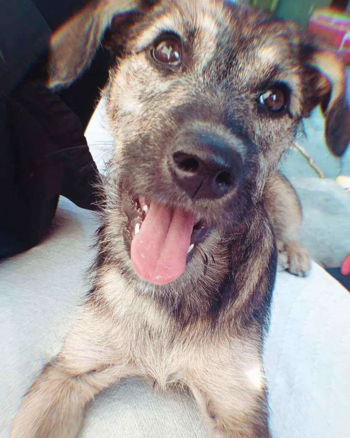 Cachorro ra a Vira lata  idade 2 a 6 meses nome Petra 
